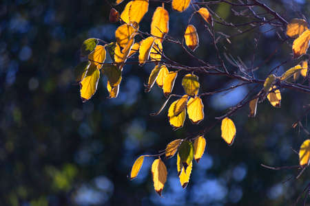 Tree branches with bright yellow autumn leaves in sunlight on a dark blurred backgroundの写真素材