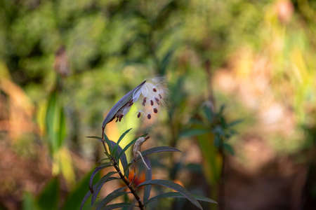 Sprig of plant with white fluffy seeds close-up on a blurry green backgroundの写真素材