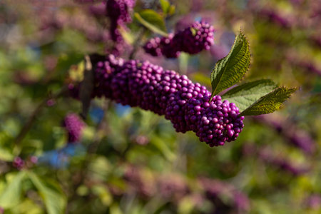 Sprig of Japanese beautyberry with ripe berries close-up on a blurred backgroundの写真素材
