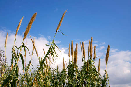 Blooming reeds against the blue sky with clouds. Israelの写真素材