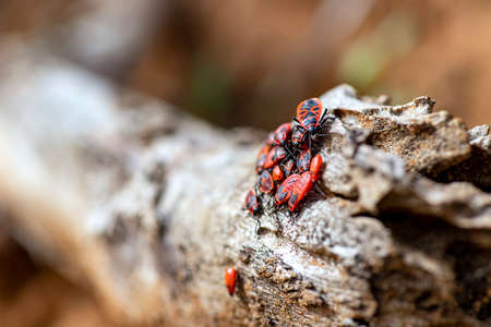 Group of European firebugs sitting on the dry branch. Macro view, selective focusの写真素材