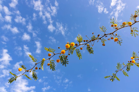 Sprigs of Camel Thorn Vachellia Erioloba Mimosa Farnesiana with yellow flowers close-up against of blue skyの写真素材