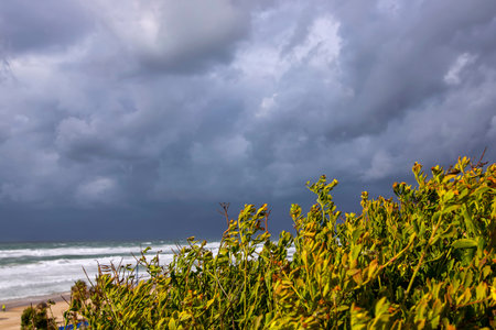 Autumn plants in the wind against the background of the Mediterranean Sea with waves and dramatic stormy sky. Israelの写真素材