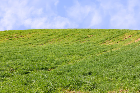 Agricultural field with green sprouted wheat against the sky with clouds. Israel
