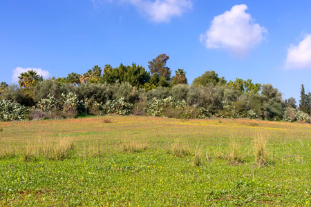 Field with yellow small flowers with cacti, trees and palm trees on the edge against the sky. Israel