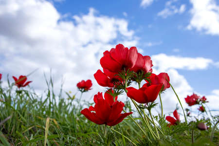 Red anemones coronaria flowers in bloom in green grass against blue sky with cloudsの写真素材
