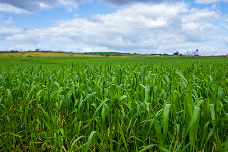 Landscape of green fields of green wheat against the sky with clouds