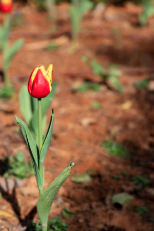 Red-yellow tulip flower close-up on a blurred backgroundの写真素材