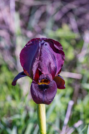 Dark iris flower head with dew drops close up on a blurred background
