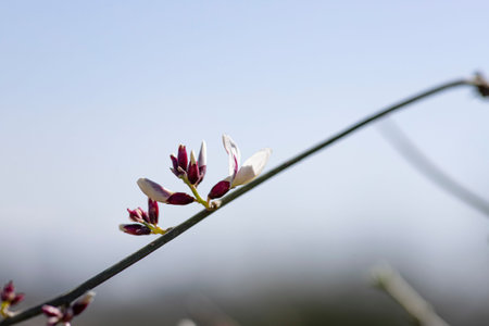 Delicate white-pink flower and buds of Retama raetam close-up