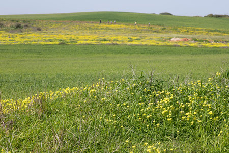 View of green agricultural fields with yellow flowering plantsの写真素材