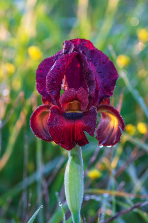 Blooming purple iris flower with dew drops on the petals in sunny backlight close up
