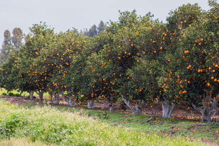 Rows of orange trees with ripe fruits on the branches in a citrus garden. Israelの写真素材
