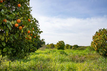 Rows of orange trees with ripe fruits on the branches in a citrus garden. Israelの写真素材