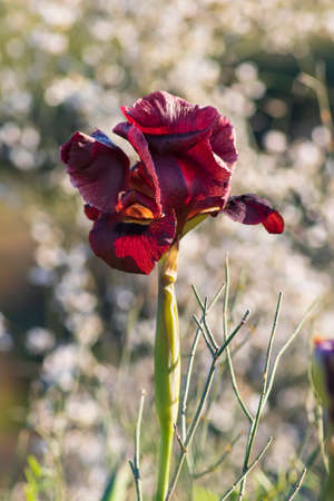 Wild purple iris flower in sunny backlighting on blurred bokeh background. Israelの写真素材