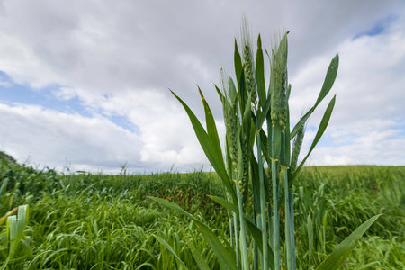 Ears of young wheat with dew drops on grains and leaves on a blurred background of field and blue...