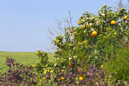 Ripe fruits and flowers on a blossoming orange tree on a background of an agricultural field and blue sky. Israelの写真素材