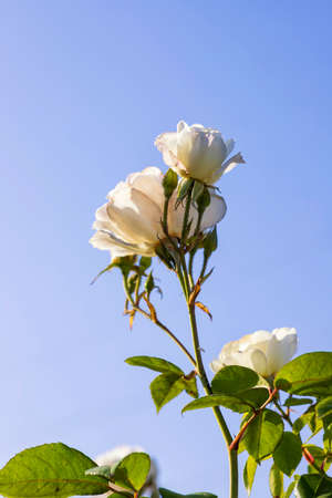 Flowers and buds of a white rose in sunny backlight close up on a background of green foliageの写真素材