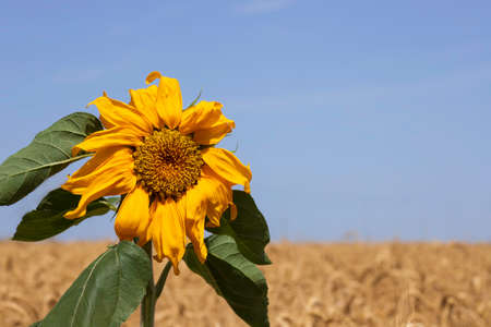 Head of a blooming sunflower flower close-up on a background of blue sky and a field of ripe wheatの写真素材