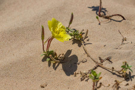 Yellow flower of beach evening primrose close-up in the sand dunes. Oenothera drummondii. Israelの写真素材
