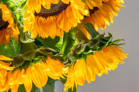 Bouquet of decorative sunflower flowers close upの写真素材