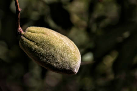 Unripe almond tree fruits in green foliage close-upの写真素材