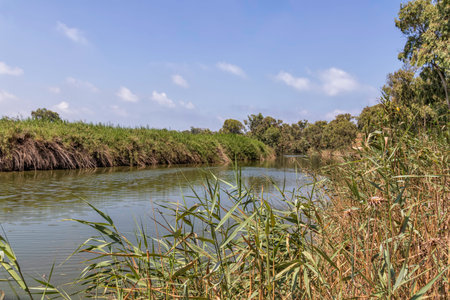 Stream Alexander with eucalyptus trees along the banks against blue sky with clouds. Israel