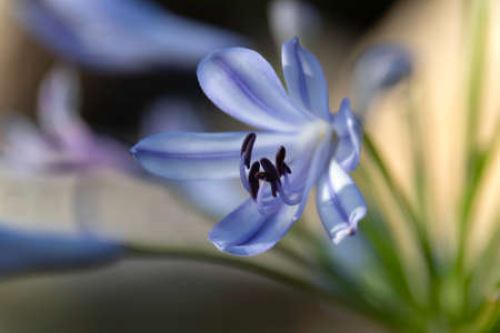 Delicate blue flower Lily of the Nile close up on a blurred backgroundの写真素材