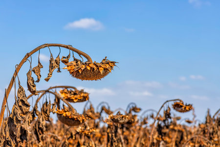 Dry sunflower head with ripe seeds against the sky