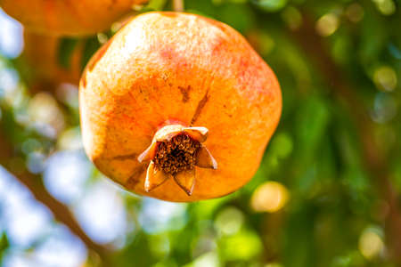 Ripening fruits of a pomegranate tree close up on a background of green foliageの写真素材