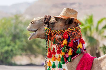 Camel head in festive harness close up on blurred backgroundの写真素材