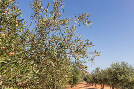 Olive tree garden with unripe fruits close-up against the skyの写真素材