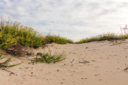 Sand dunes with yellow flowers growing on them. Mediterranean coast. Israel