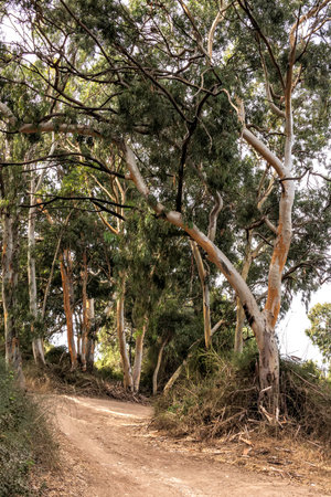 Walking path in the eucalyptus forest between trees in green foliage