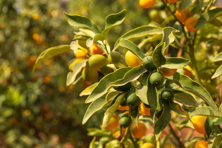 Ripening fruits of the kumquat tree in green foliage close up