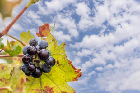 Grape cluster close up against the background of autumn foliage and sky with cloudsの写真素材
