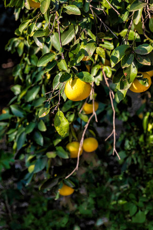 Branches of grapefruit trees with ripe fruits close-up