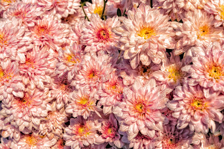 Top view of pink chrysanthemum flowers with dew drops on petals close-up on blurred background