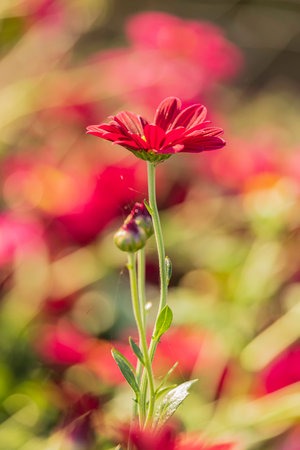 Pink chrysanthemum flowers close up on blurred flower backgroundの写真素材