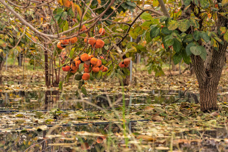 Persimmon trees with ripe fruits on the branches standing in the water after the rain in the orchard
