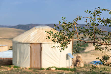 Blackthorn branches with thorns and leaves on blurred background of yurt and hills. Judean Desert. Israelの写真素材