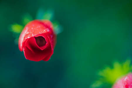 Top view of red poppy flower bud on blurred green background. DOFの写真素材