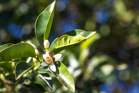 Bee collecting pollen on white orange blossom close upの写真素材