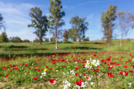 Flowers of red anemones close up on a blurred background of fields and trees. Israel