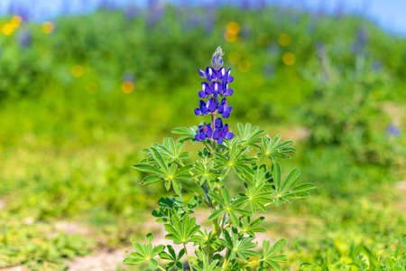 A field of blooming wild violet lupins flowers. Israelの写真素材
