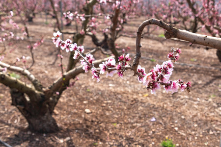 Peach trees blooming with pink flowers in the orchard. Israel