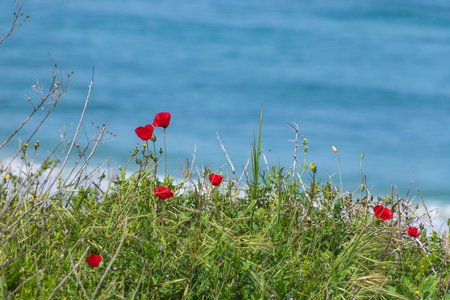 Dunes covered with green grass and flowers of red poppies on the background of the seaの写真素材