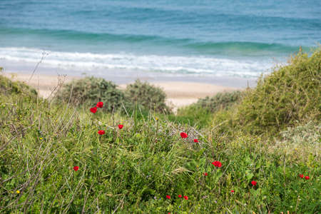 Dunes covered with green grass and flowers of red poppies on the background of the seaの写真素材