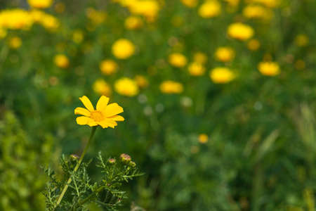 Yellow wild chrysanthemum flowers close up on blurred green backgroundの写真素材