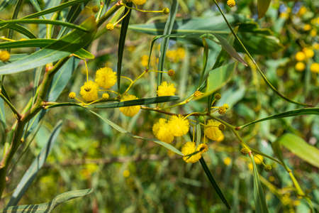 Yellow flowers of acacia saligna Golden Wreath Wattle tree close-up on blurred green backgroundの写真素材